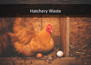 Hatchery Waste